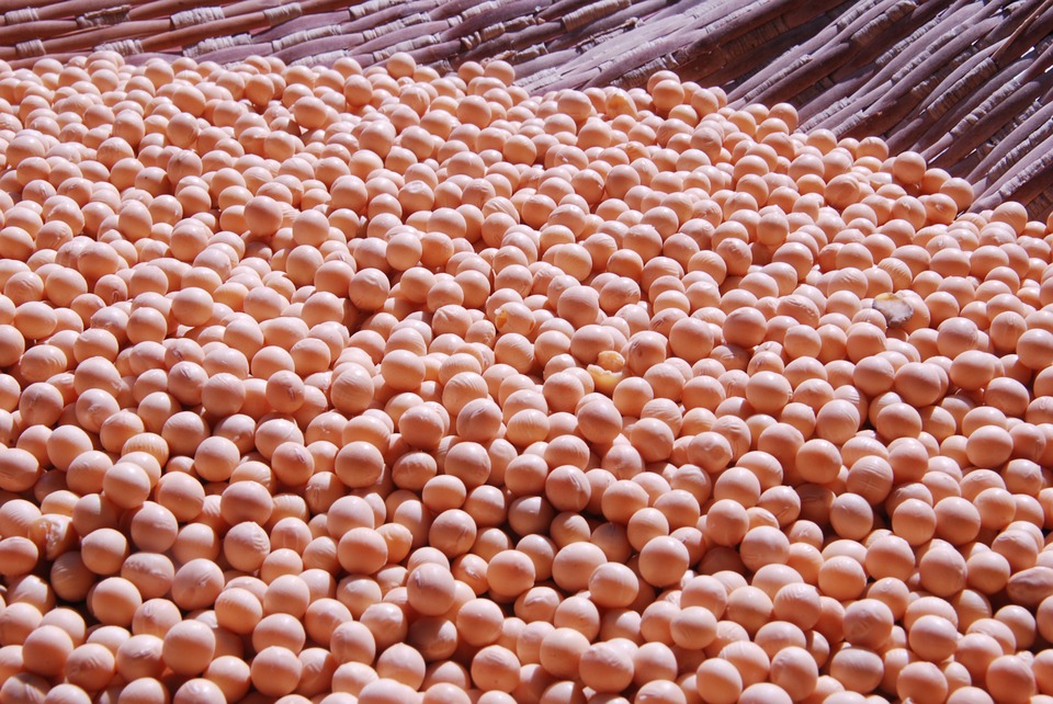 Soya bønner