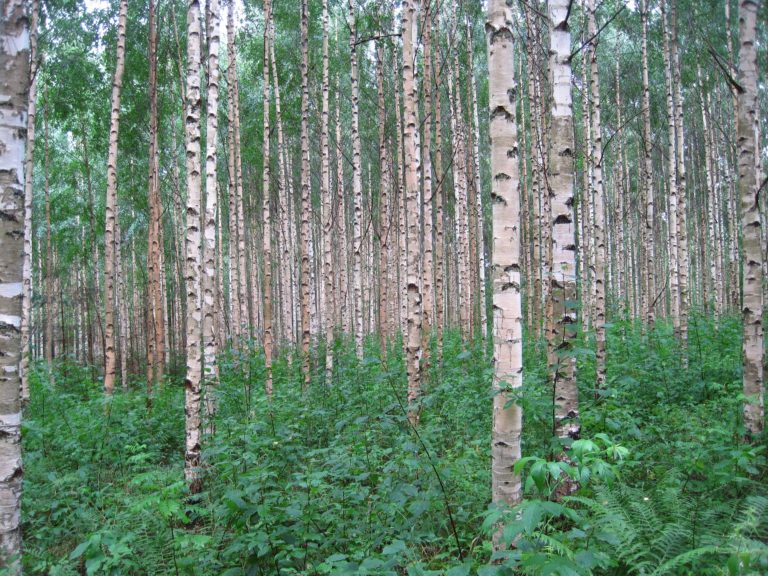 Birk Betula