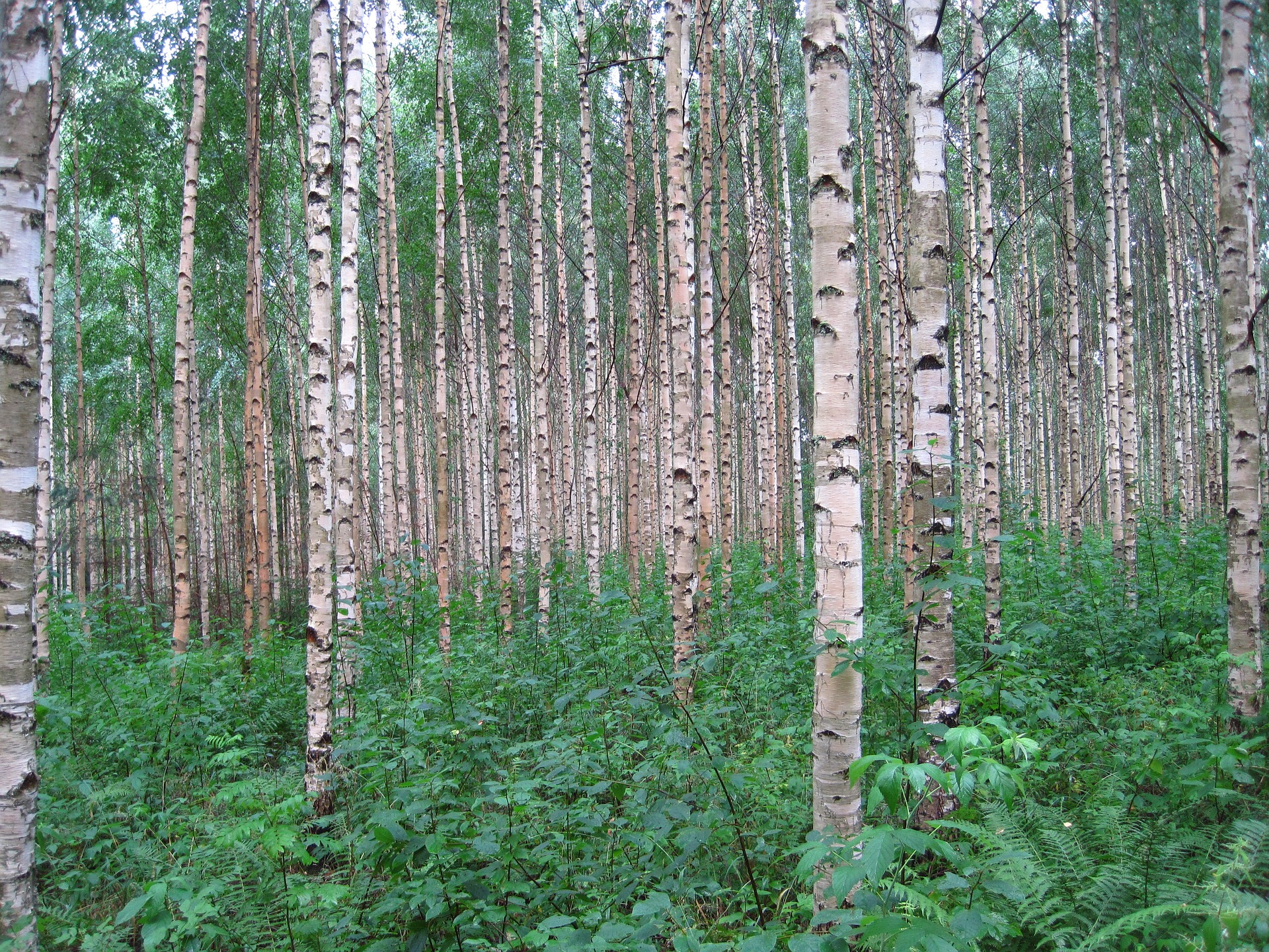 Birk Betula
