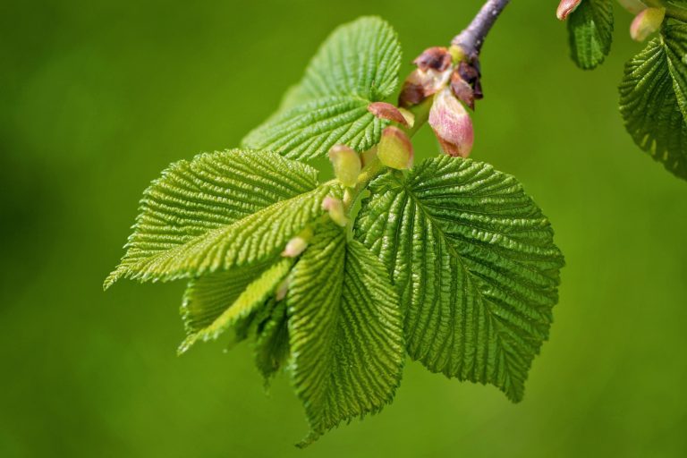 elm pollen tal sæson