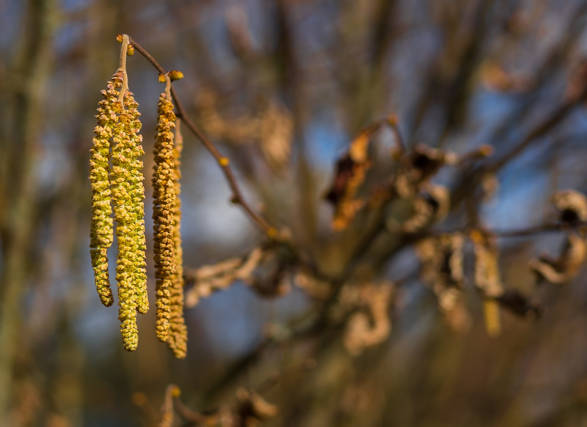 Elletræet pollen allergi sæson