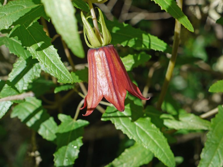 Gran Canarie Tenerife Bellflower Vejret Natur Blomst