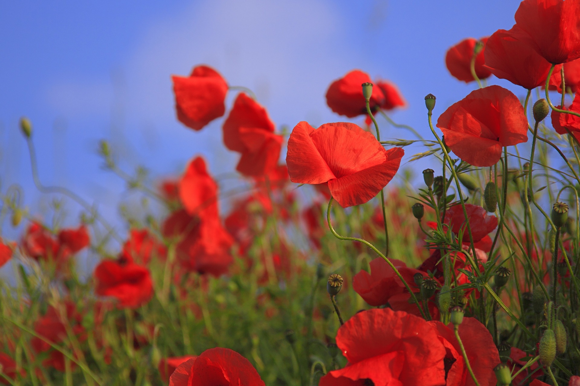 sommer sommertid valmuer blomster mark